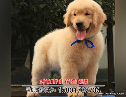 金毛导盲犬忠诚可爱的金毛犬聪明伶俐宠物狗活体