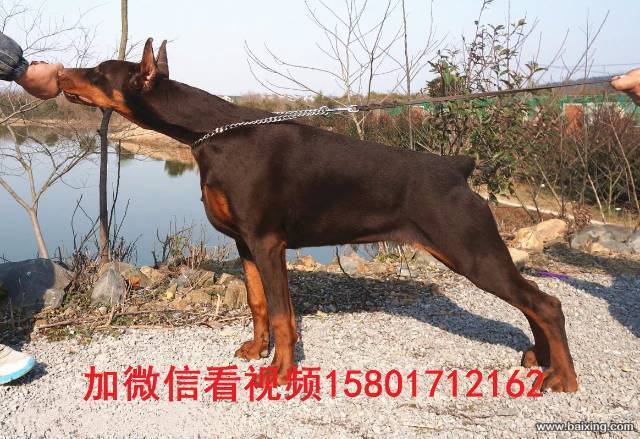 出售纯种【杜宾犬】护卫犬 警卫犬 耳朵尾巴手术已做